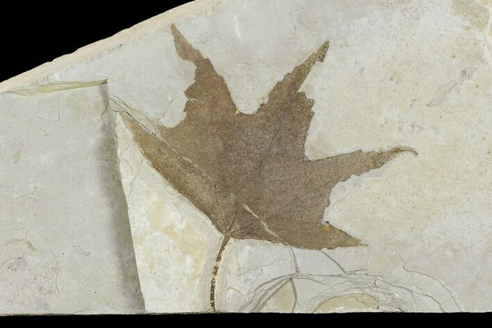 Fossil Sycamore Leaf (Platanus) - Green River Formation, Utah #117989